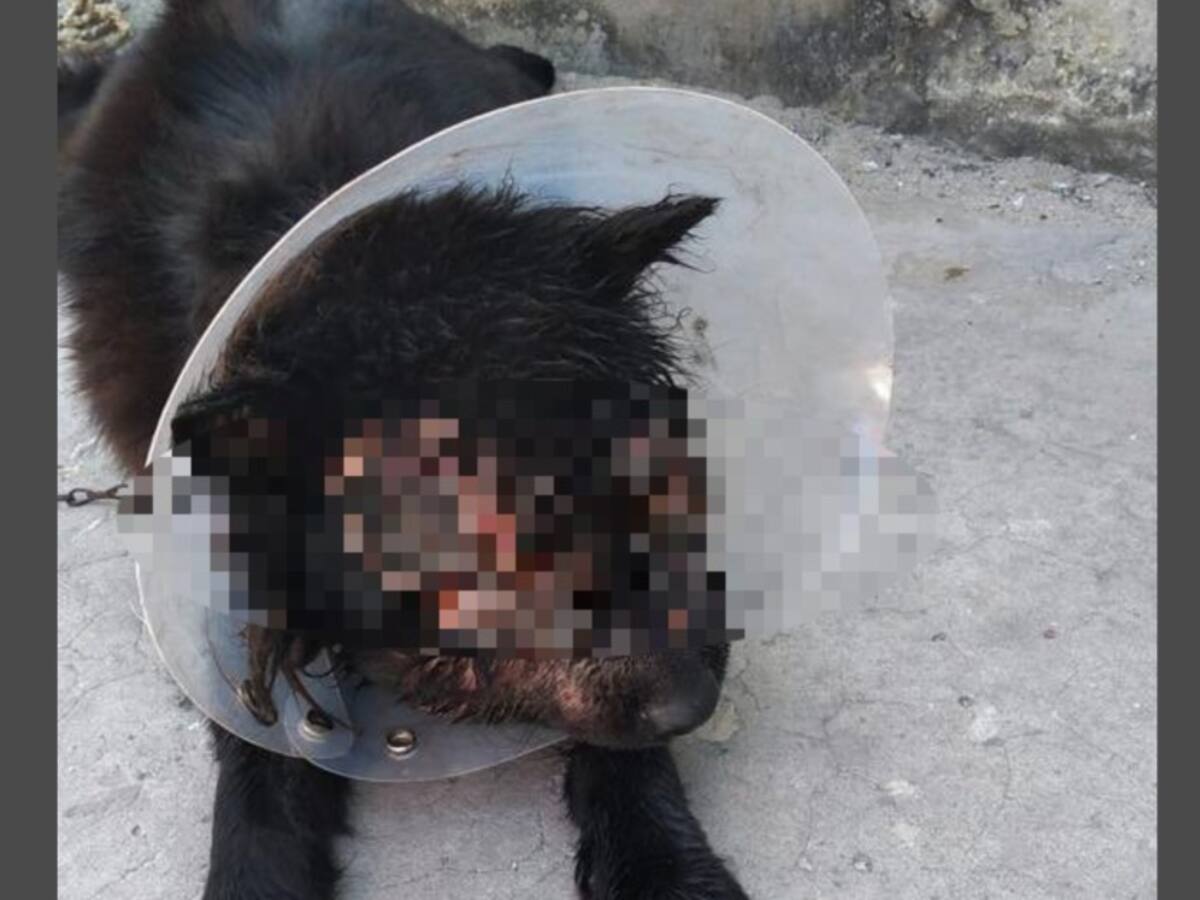 Terrible caso: Le arrancaron los ojos y lanzaron a perro desde un carro