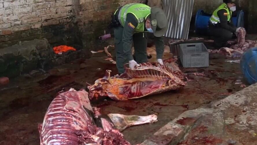 Carne de Caballo . Foto: Tomada del video de incautación