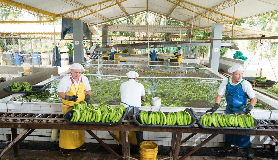 Producción bananera. Foto: Cortesía.