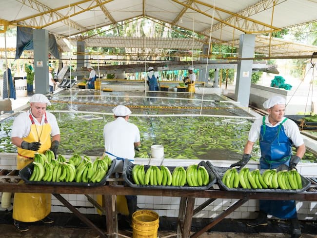 Producción bananera. Foto: Cortesía.
