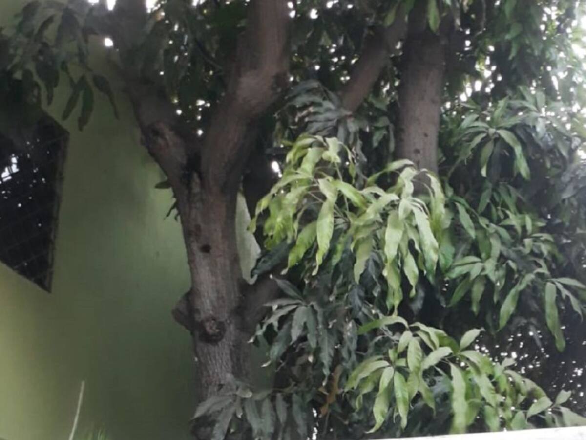 EPA Cartagena denunciará caso de envenenamiento de árboles en la Fiscalía