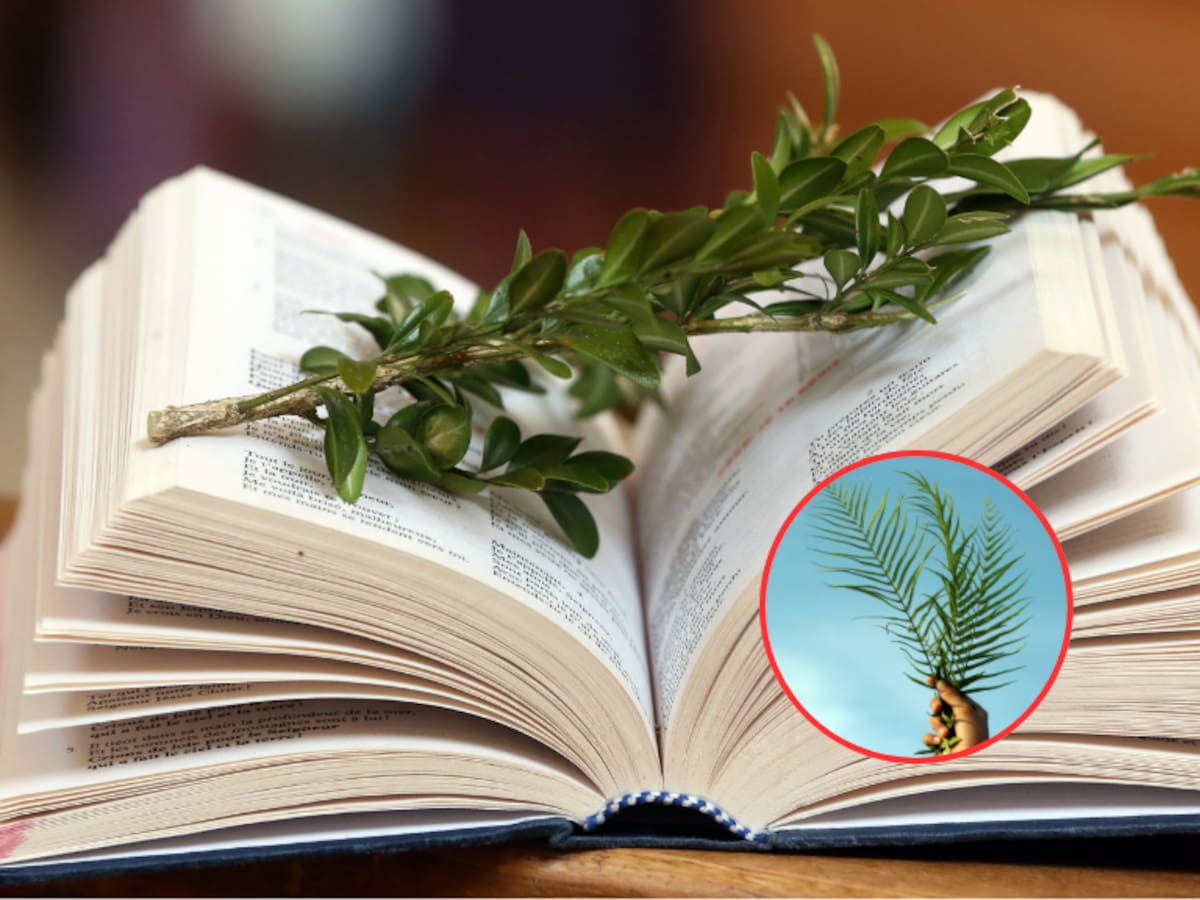 ¿Qué deben hacer los católicos el Domingo de Ramos? Símbolos y acciones indispensables