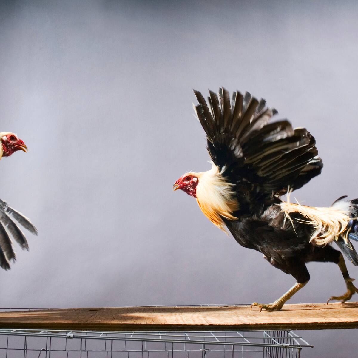 Asociación de Galleros del Atlántico se mostró “preocupada” por prohibición de las peleas de gallos