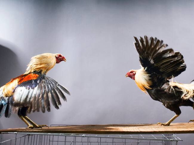 Pelea de gallos imagen de referencia. Foto: Getty Images.