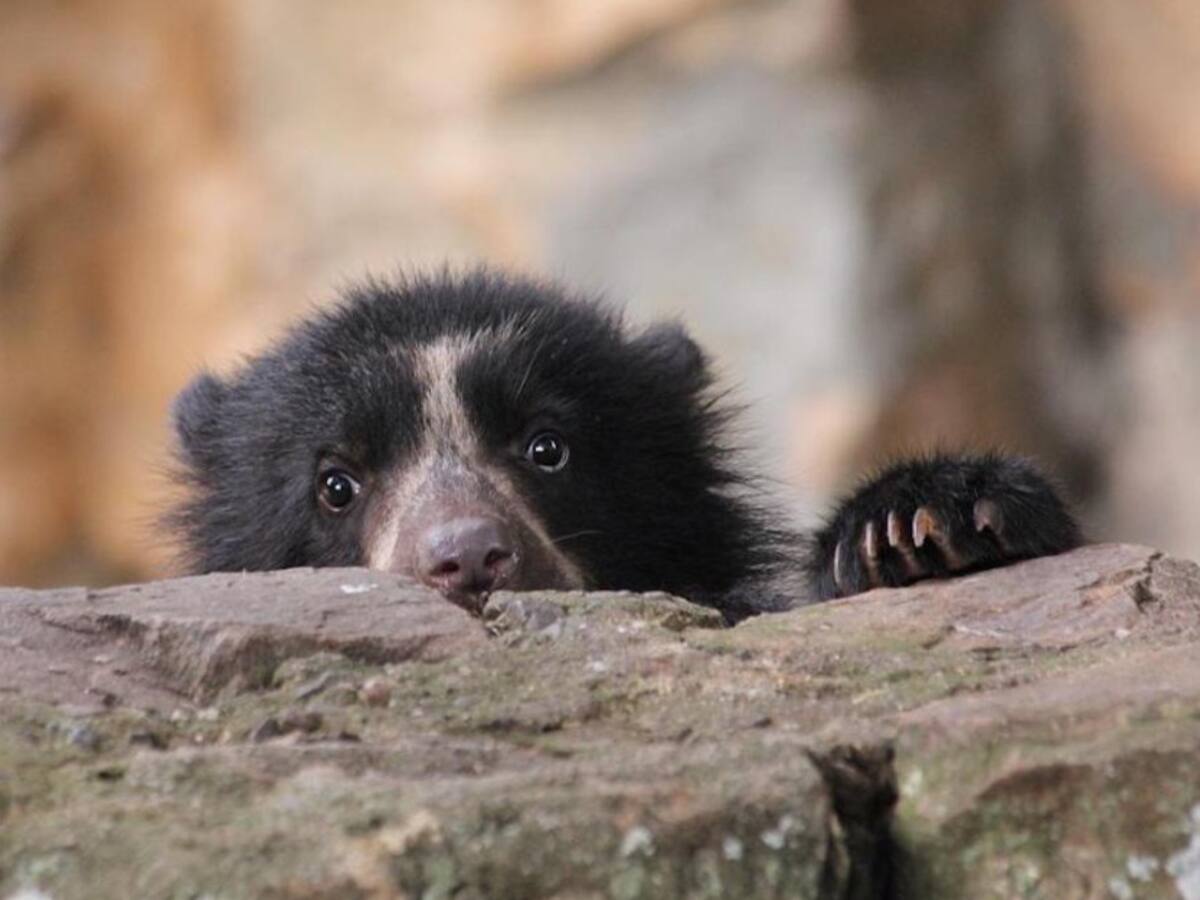 Tras la huella de un Oso Andino en el Valle del Cauca