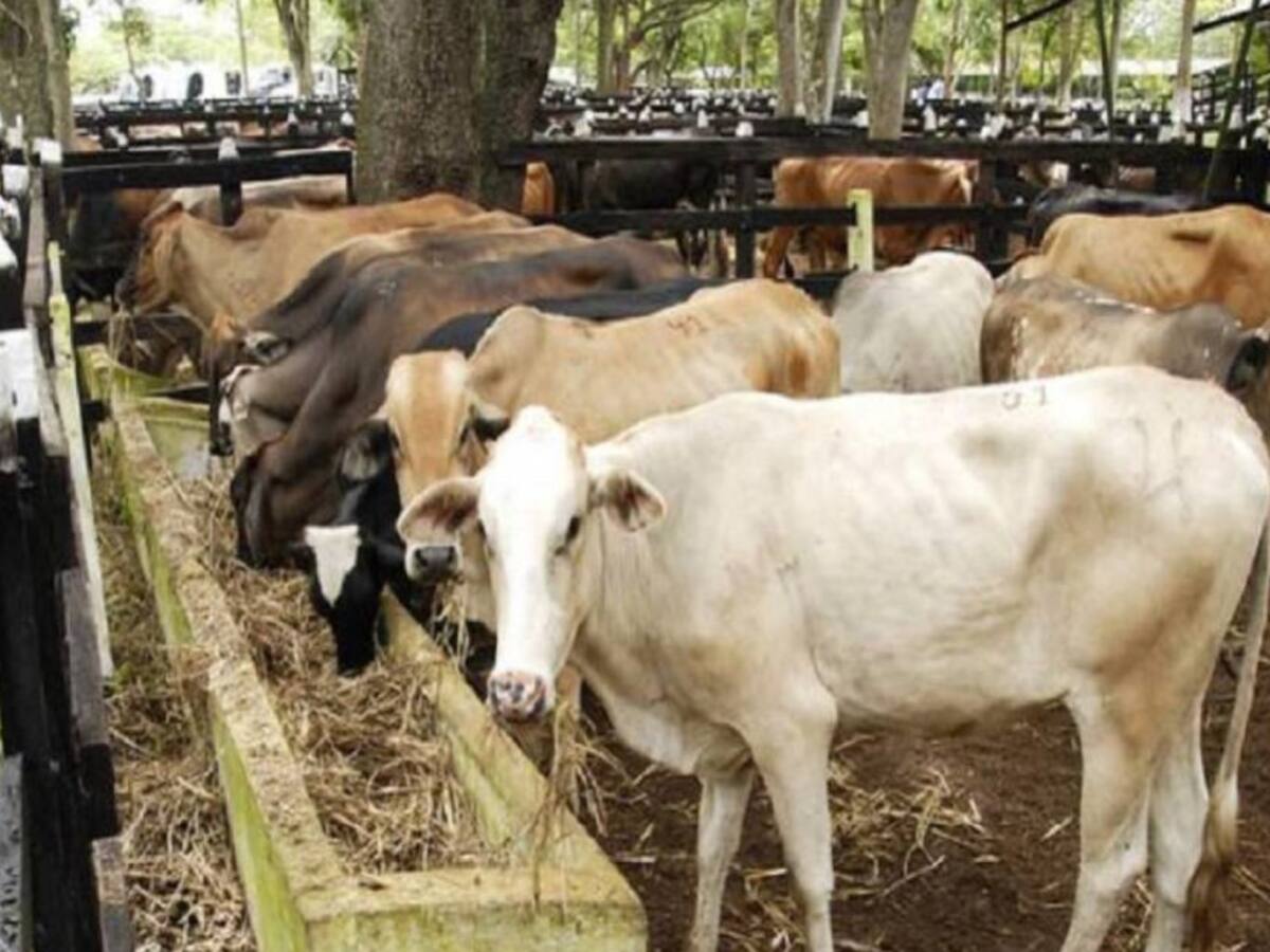 Denuncian muerte de terneros por aguas contaminadas en Manatí, Atlántico