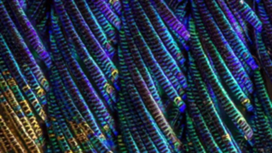 Con ayuda de un microscopio se lograron estas grandes imágenes. Foto: En Twitter: @2hands10fingers