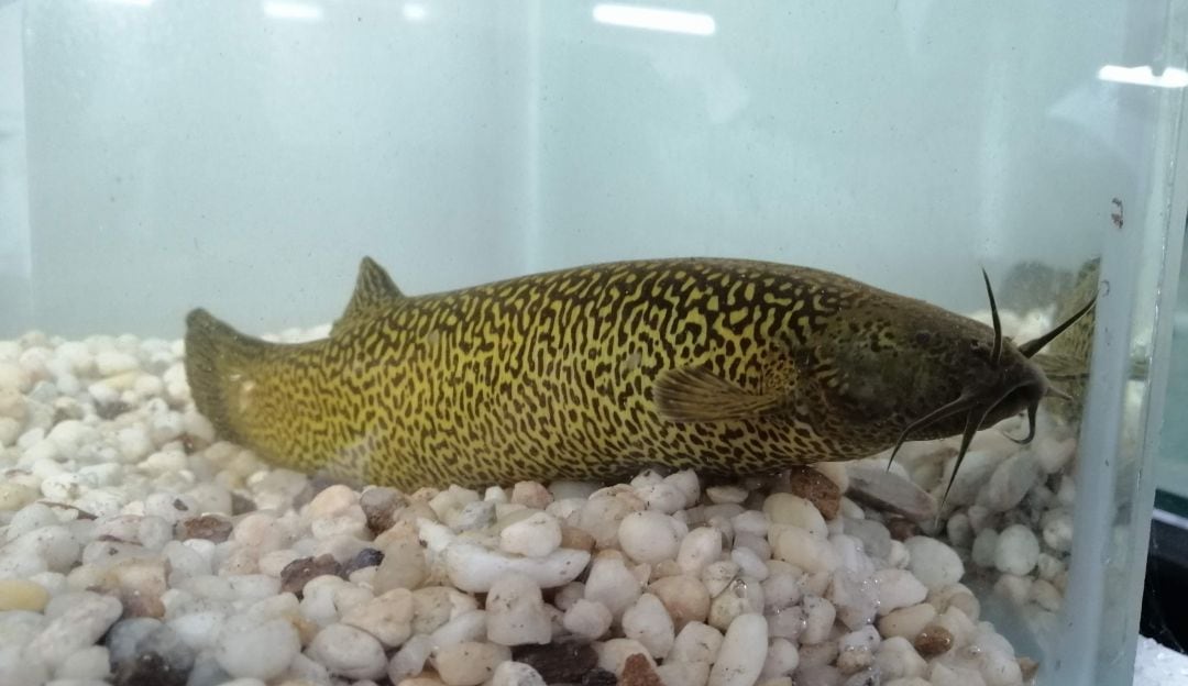 Pez Capitán de la Sabana