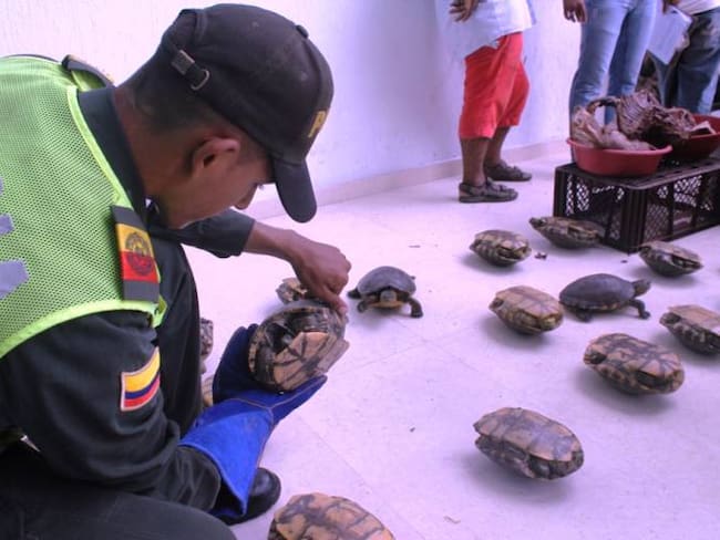 Cuatro personas vendían especies protegidas en el mercado de Cartagena
