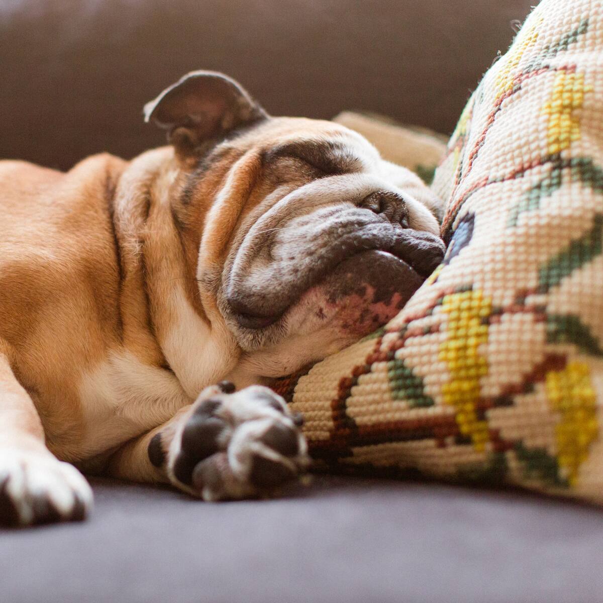 ¿Cómo saber si un perro está soñando? Esto podría significar que ladre dormido
