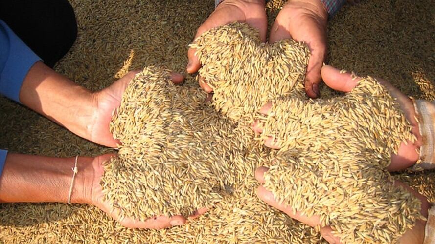 Arroz colombiano. Foto: Colprensa
