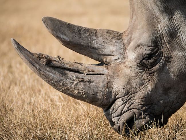 Incautan más de 30 cuernos de rinoceronte en el aeropuerto de Johannesburgo