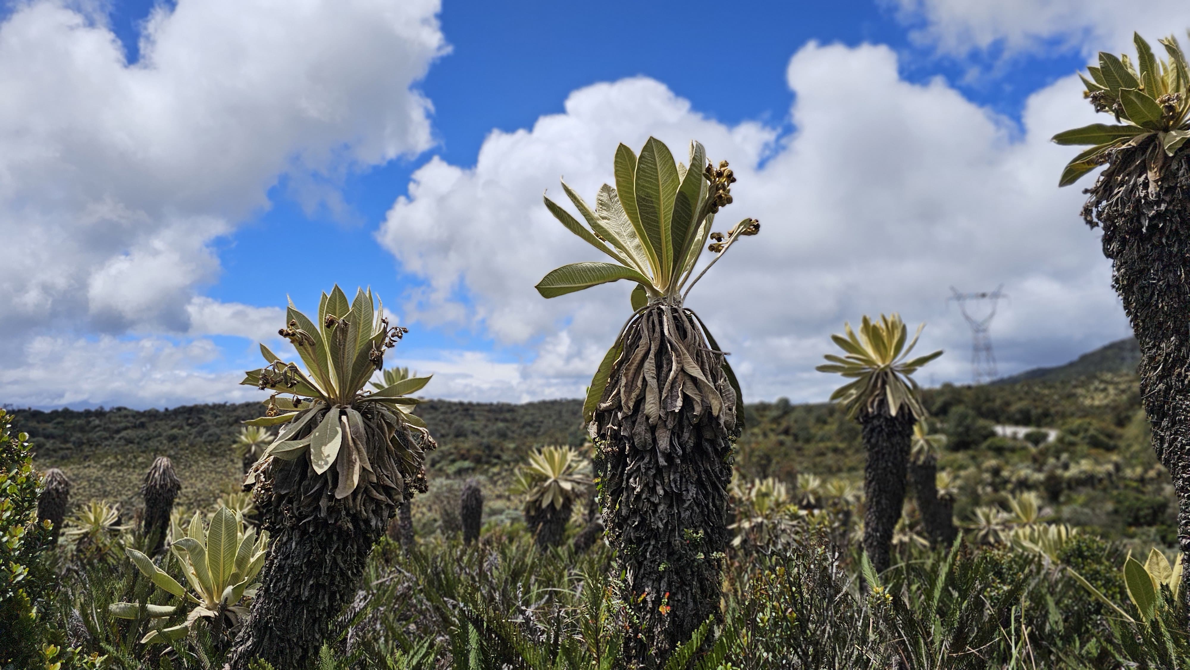 Frailejones en Nariño (Páramo de Bordoncillo) | Foto: Caracol Radio