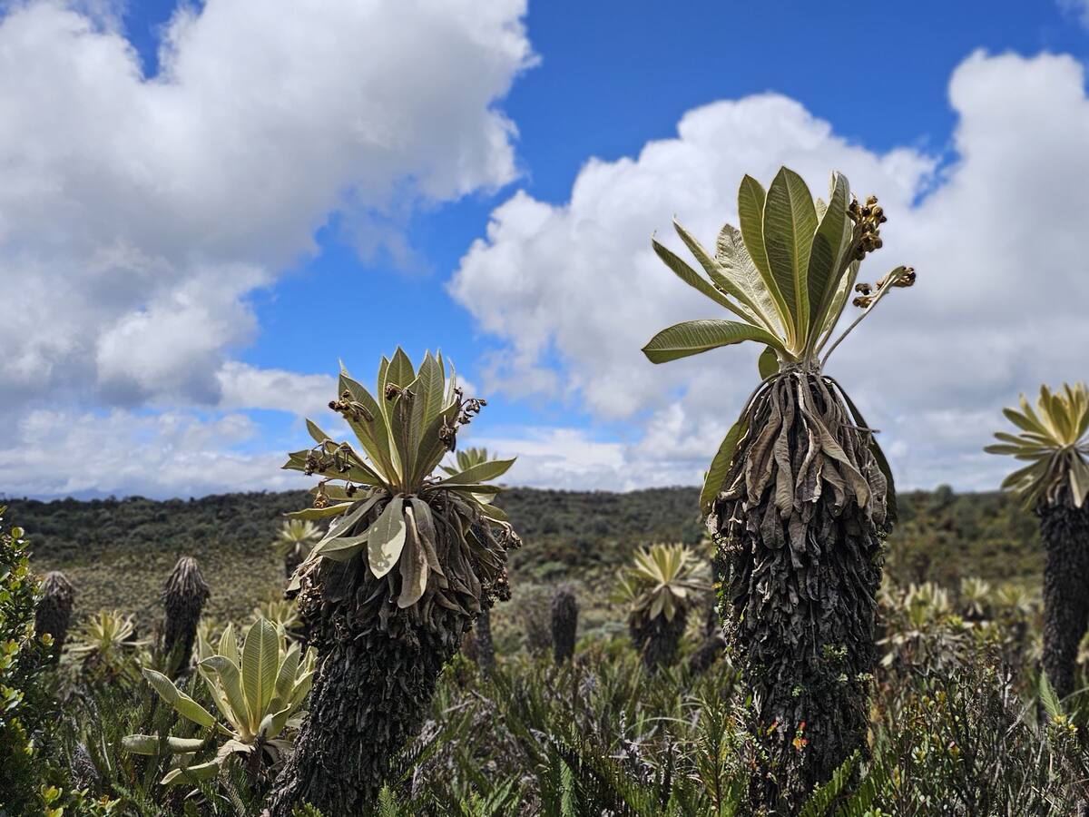 El Jardín Botánico de Nueva York anunció posibles investigaciones en Nariño
