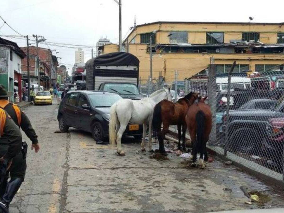 Impiden venta ilegal de animales en Manizales