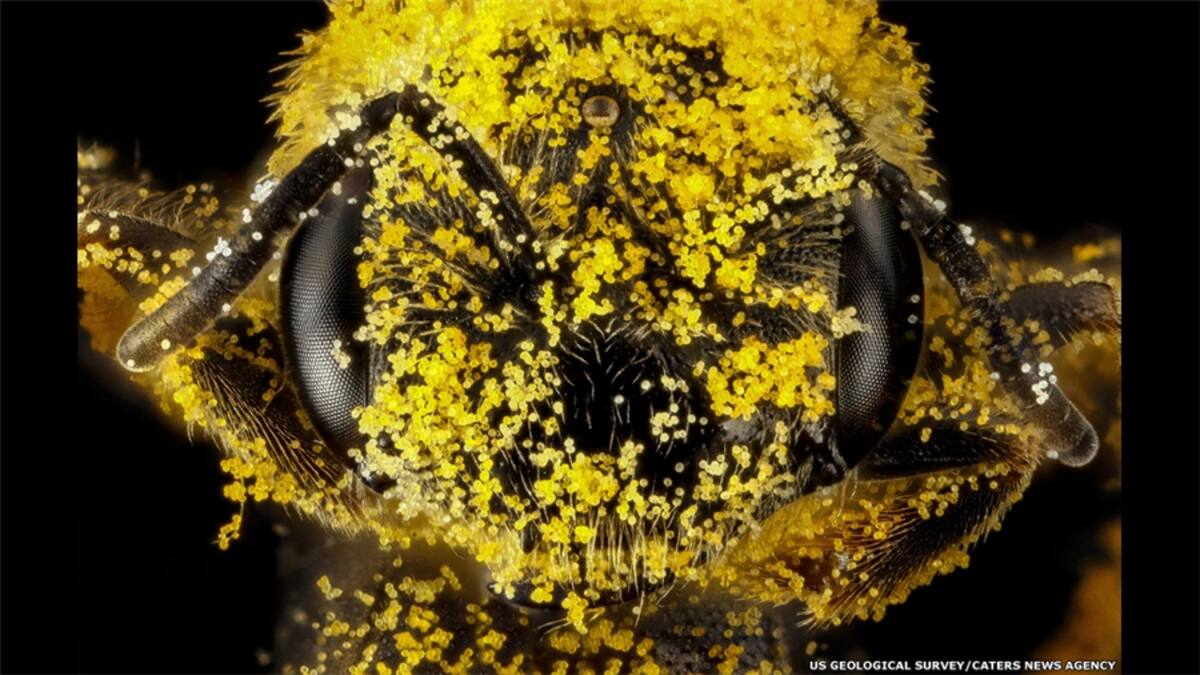 Las abejas cumplen una función vital en nuestro ecosistema. Además, son uno de los más complejos y sofisticados seres vivos en la historia de la evolución. (Megachile Lanata, hembra)