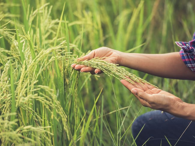 Fedearroz advierte efectos por aranceles con Ecuador / Foto Archivo