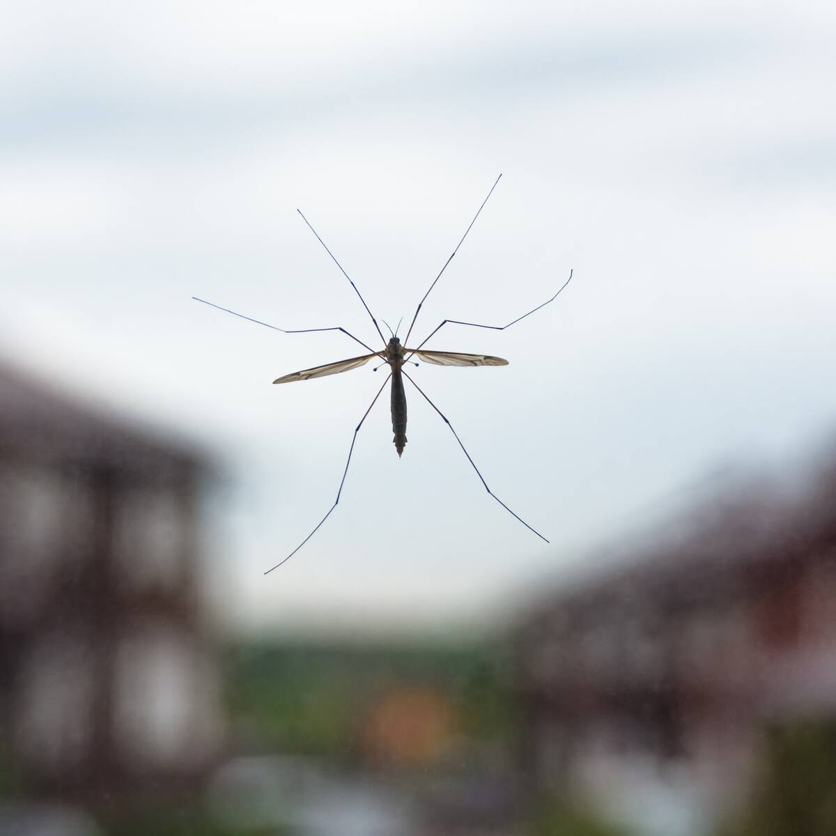 Denuncian brote de leishmaniasis en una invasión del municipio de Remedios, Antioquia