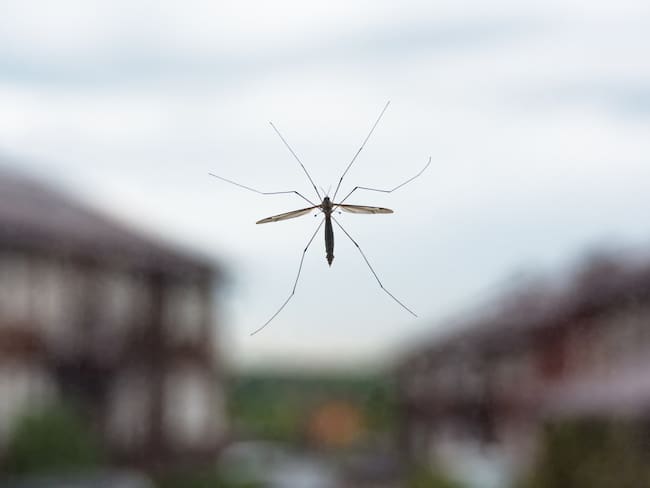 A mosquito on the glass houses on the background. View through the window. Selective focus.