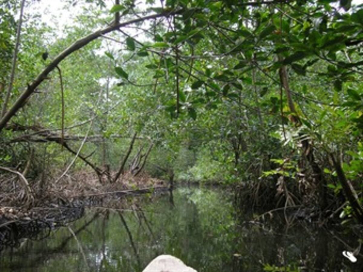 Manglar junto al río más contaminado de Centroamérica esconde tesoro natural