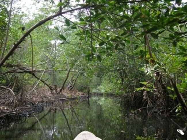 Manglar junto al río más contaminado de Centroamérica esconde tesoro natural