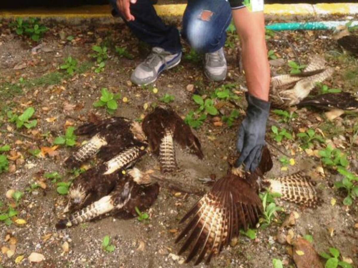 Más de 30 gavilanes aparecieron muertos en el Parque de la Marina de Cartagena