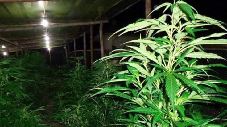 Aprueban en primer debate uso medicinal de la marihuana