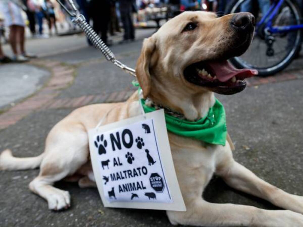 Anuncian inversión de $80.000 millones para protección animal en Bogotá