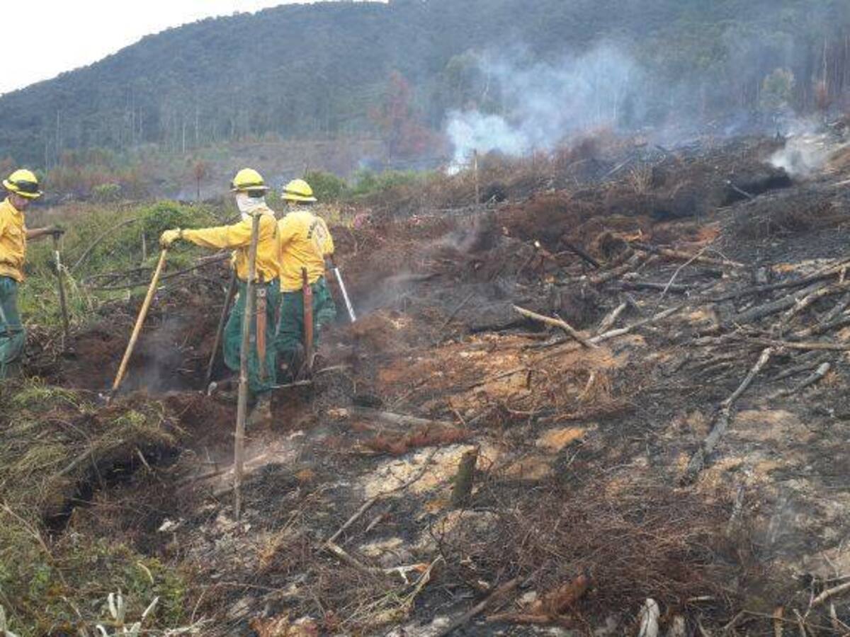 27.000 Hectáreas se han perdido por fenómeno de El Niño en el Tolima