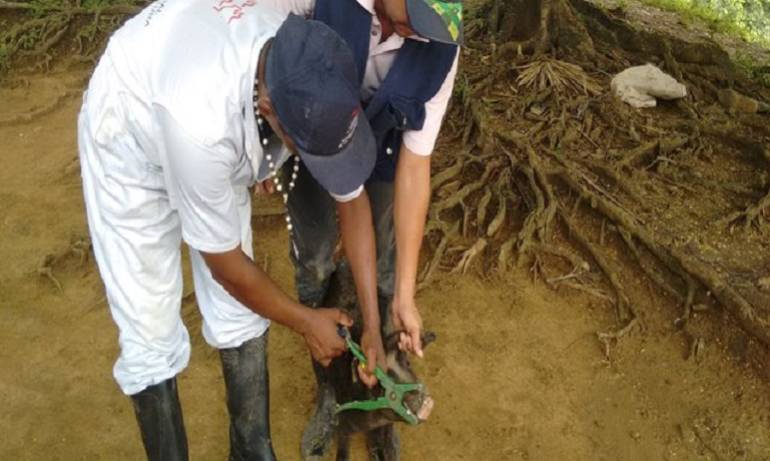 Vacunación de porcinos