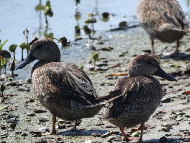 Denuncian caza indiscriminada de patos canadienses en la Ciénaga Grande