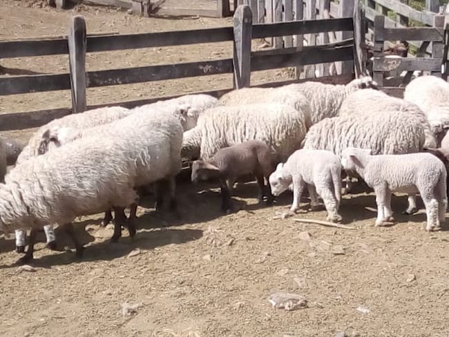 La ovinocultura, sello de identidad en Marulanda, Caldas