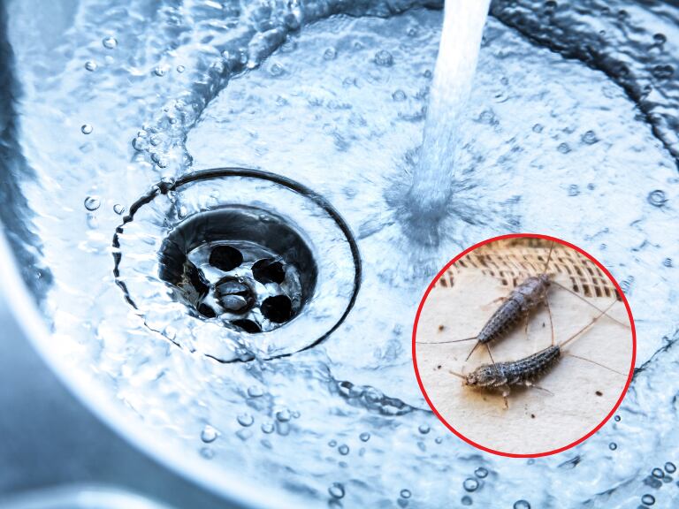 Insectos que le avisarían que su baño tiene humedad: No son cucarachas y así se eliminan (Getty Images)