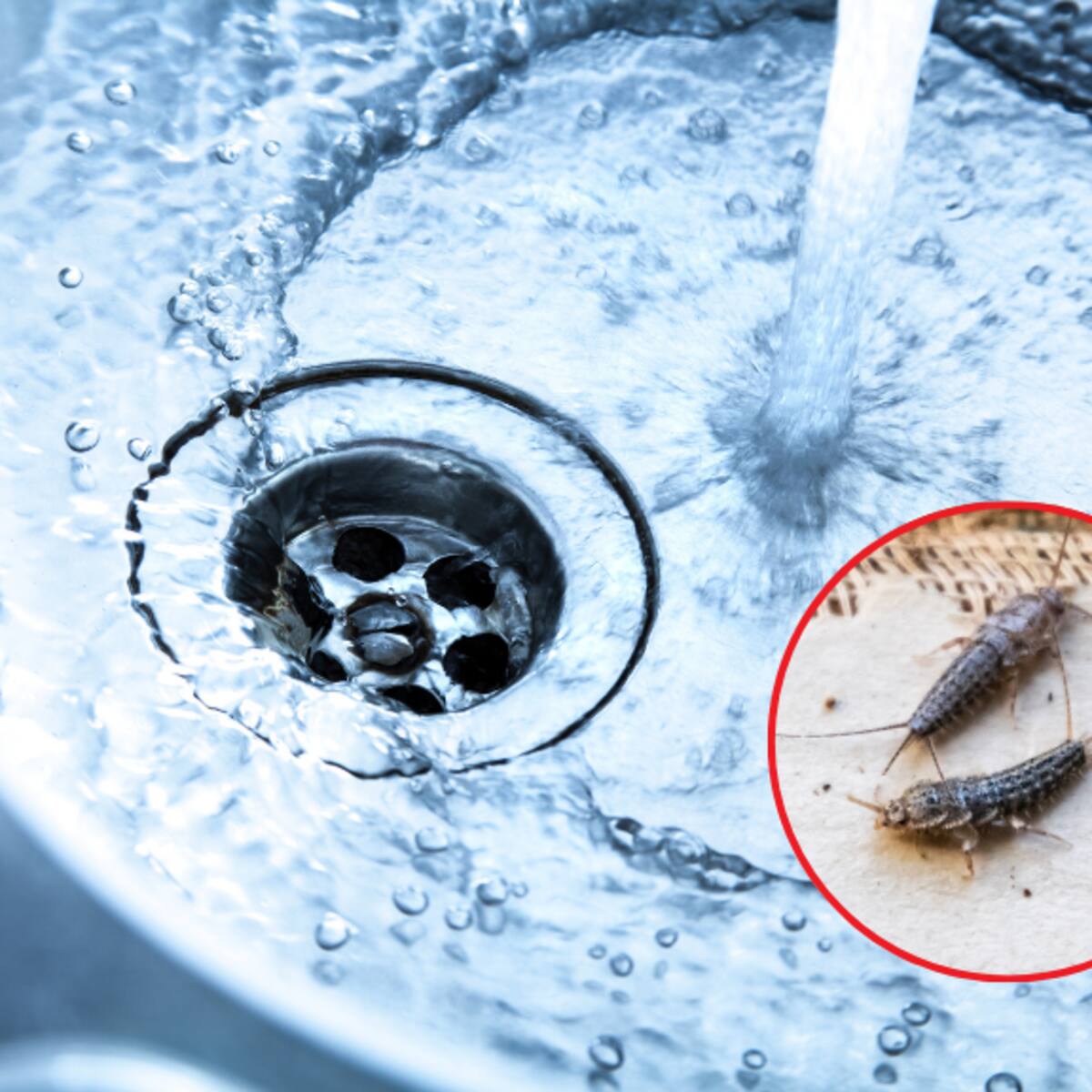 Insectos que le avisarían que su baño tiene humedad: No son cucarachas y así se eliminan