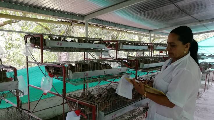 Consuma carne de codorniz, ahora en hamburguesas