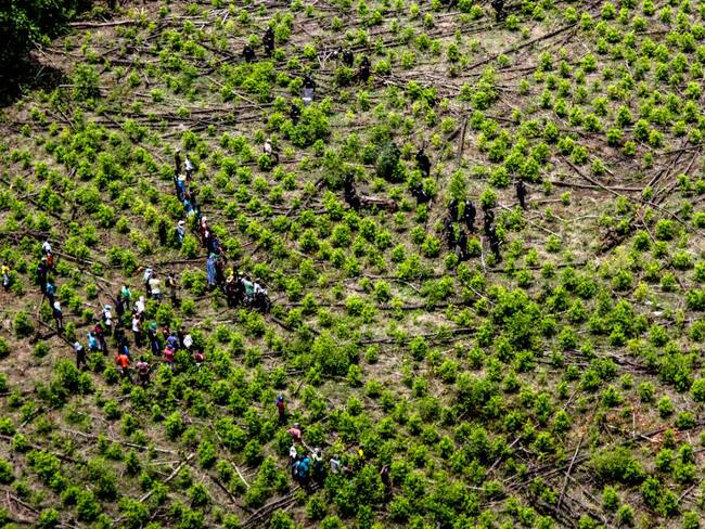 Campesinos piden al Gobierno garantías para sustitución de cultivos