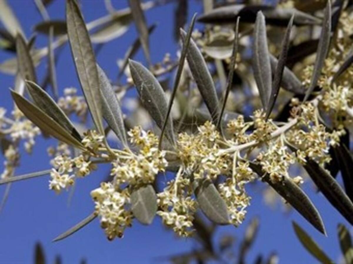 Polen de Boyacá y Cundinamarca es rico en antioxidantes