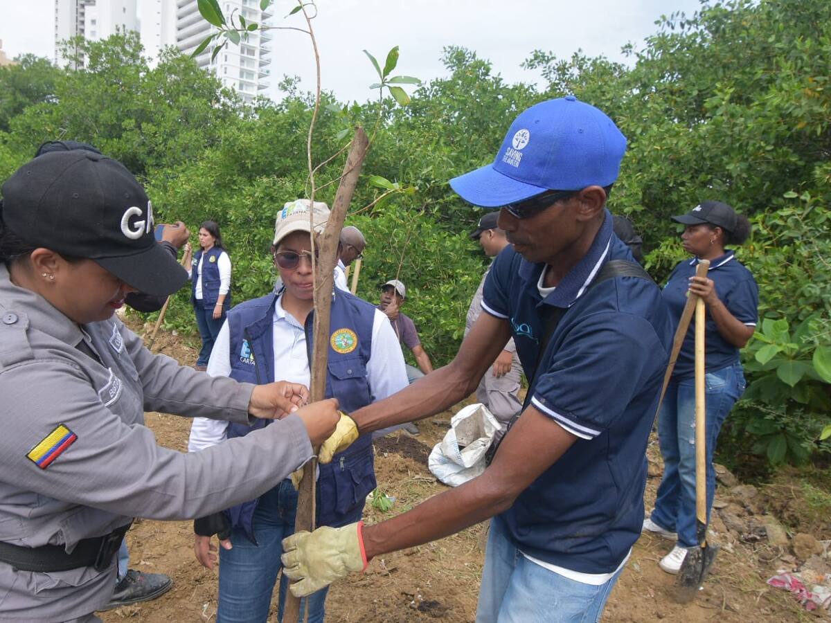 EPA Cartagena recuperó zonas degradadas en orillas del caño Juan Angola