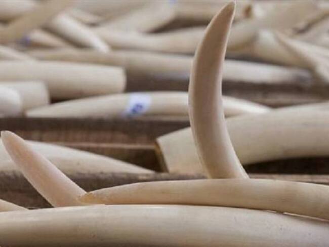 Desaparecieron del museo del Zoológico Matecaña los colmillos de un elefante