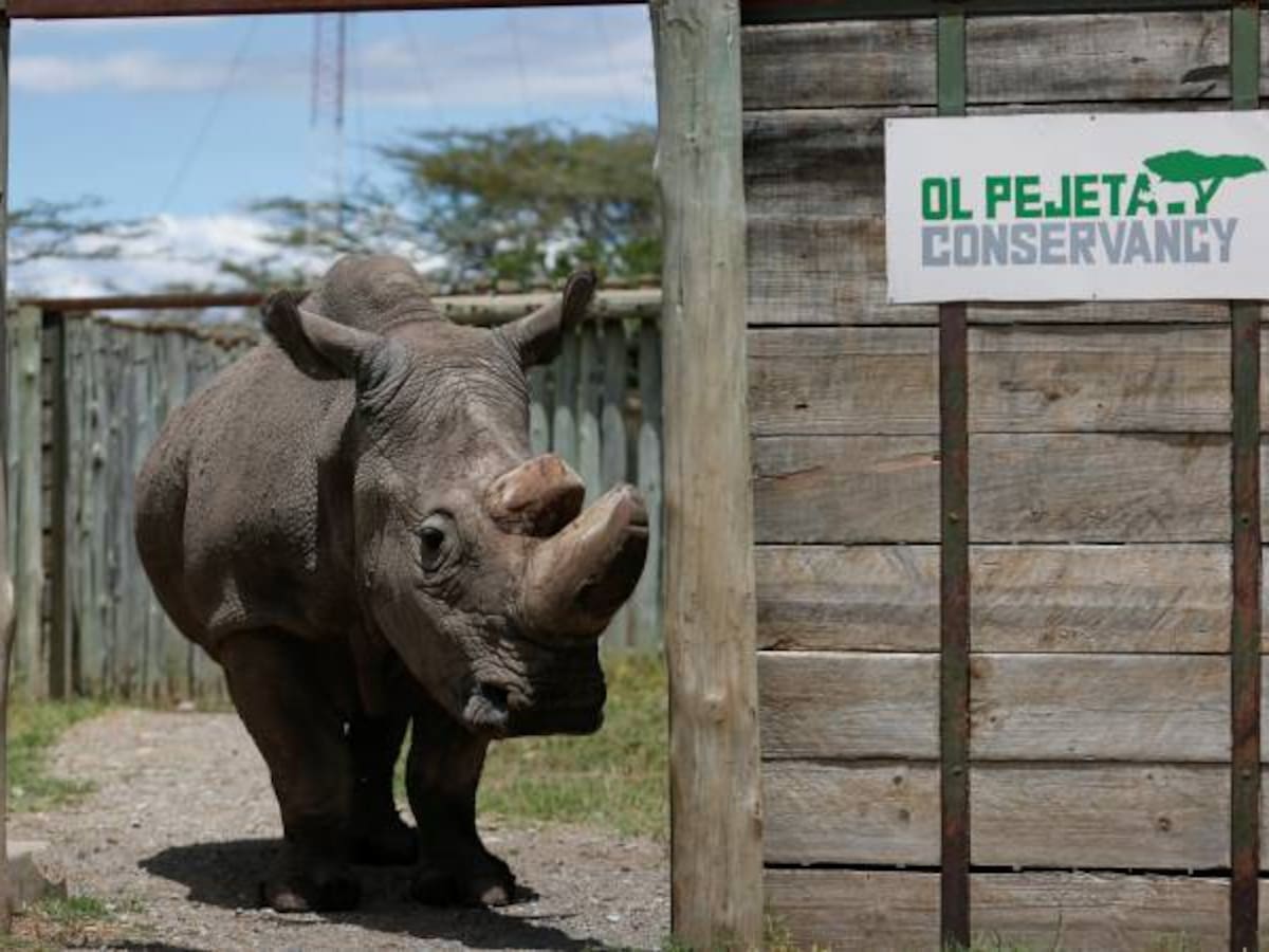 Kenia avisa a los cazadores furtivos que se enfrentan a la cadena perpetua