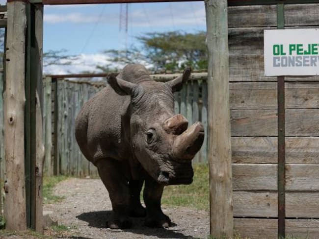 Murió el último rinoceronte blanco macho del mundo