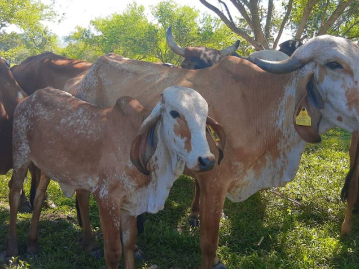 Ganaderos afectados por lluvias en algunas zonas del Tolima