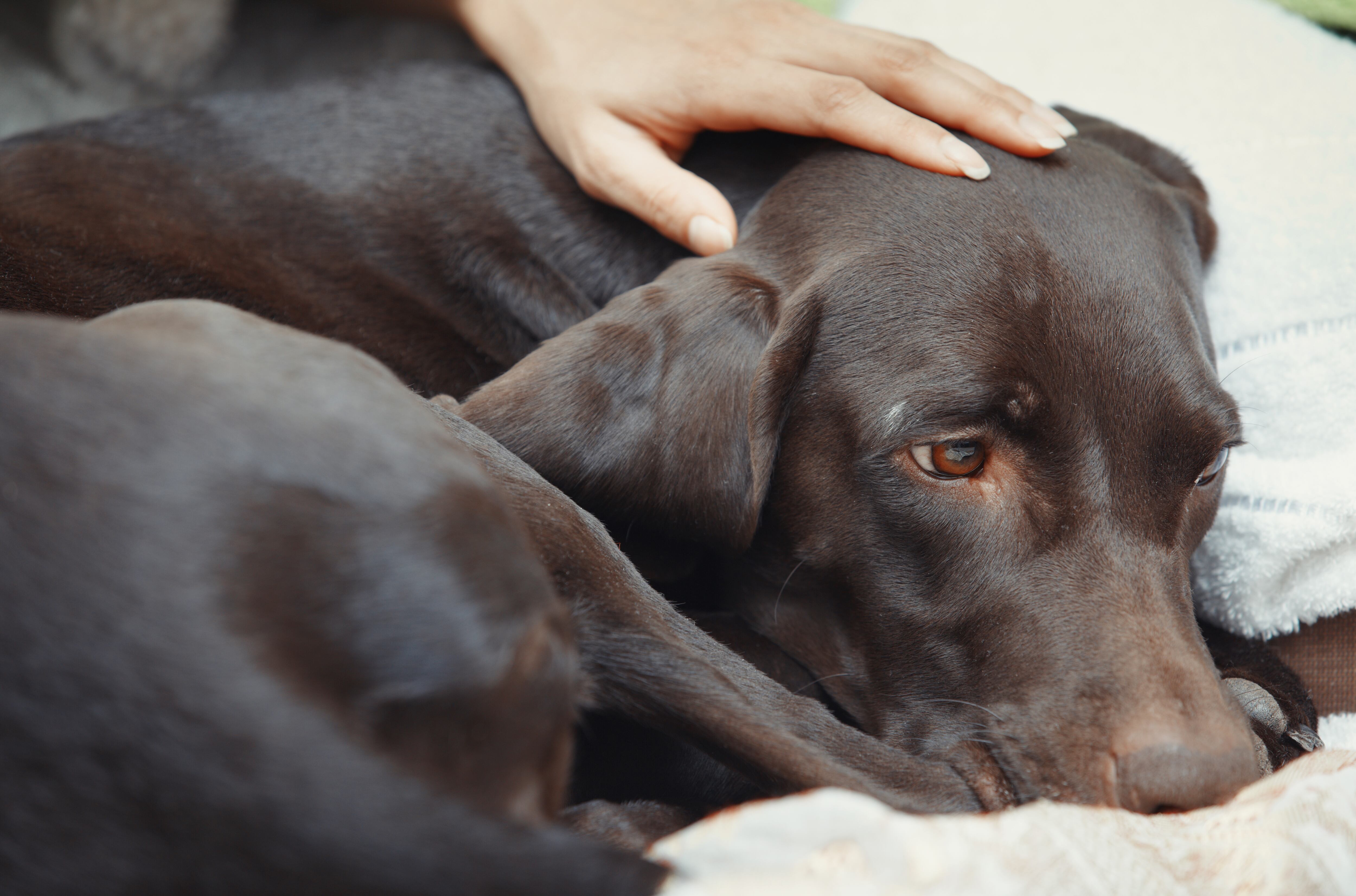 Perro llorando - Imagen de referencia. Getty Images