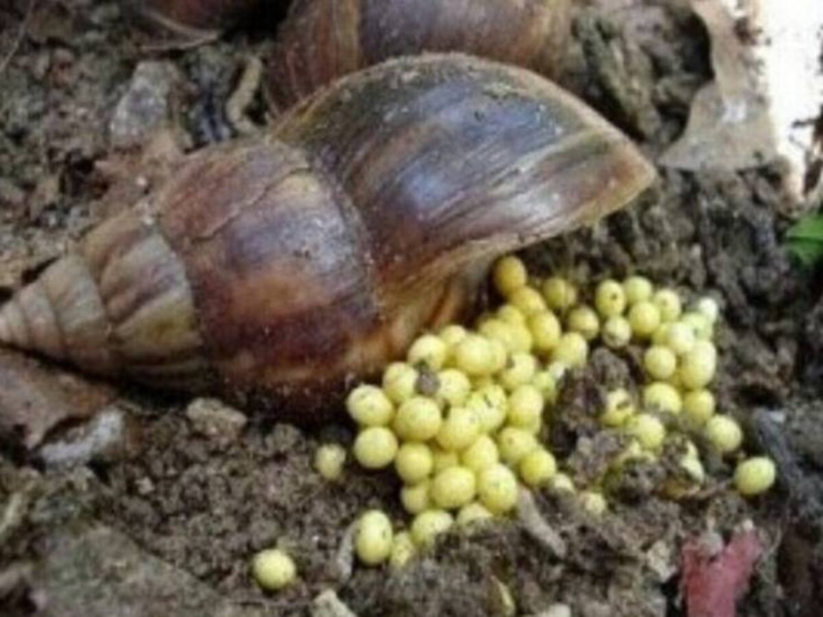 20 toneladas de Caracol Gigante africano ha recolectado autoridades Quindío