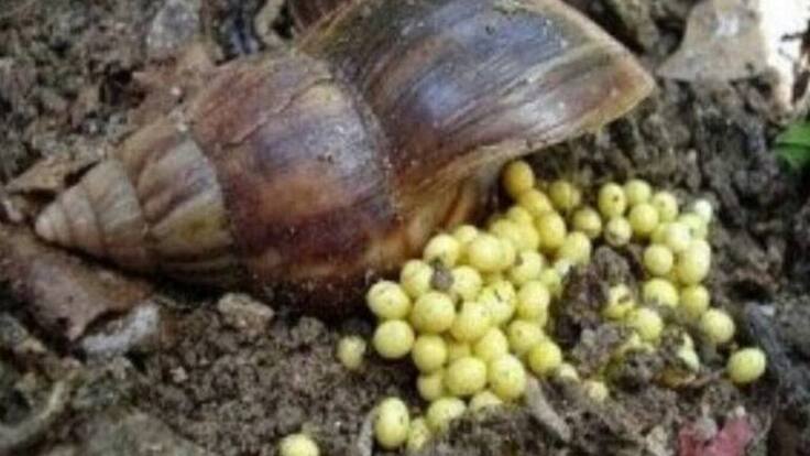 20 toneladas de Caracol Gigante africano han recolectado autoridades Quindío