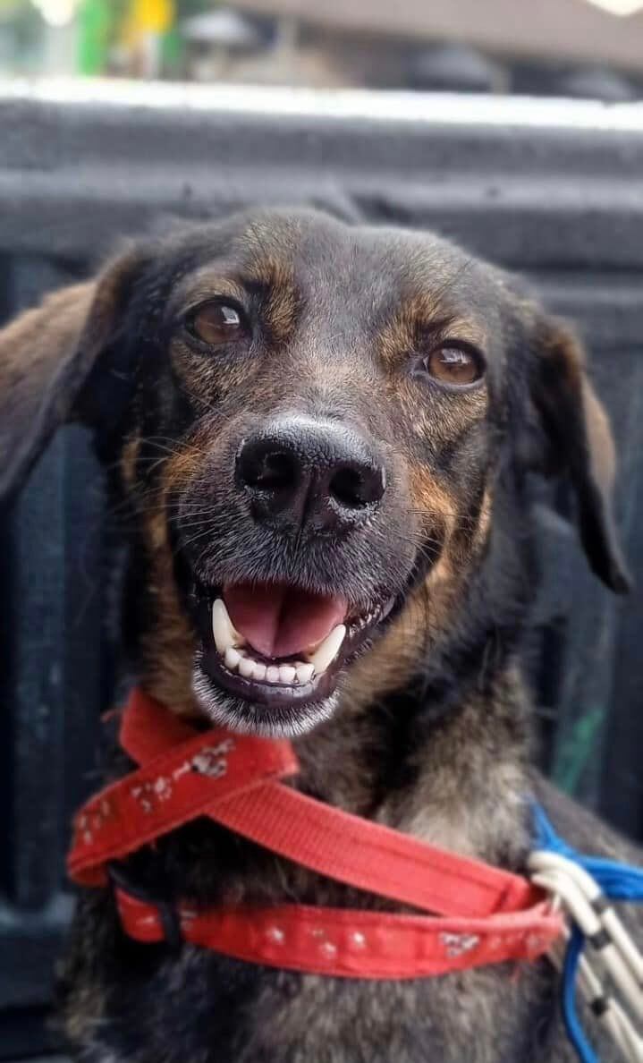 La denuncia, la hizo la Profesora Sandra Milena Salazar en sus redes sociales, quien pide justicia a las autoridades para quienes realizaron tal atrocidad con los animalitos.