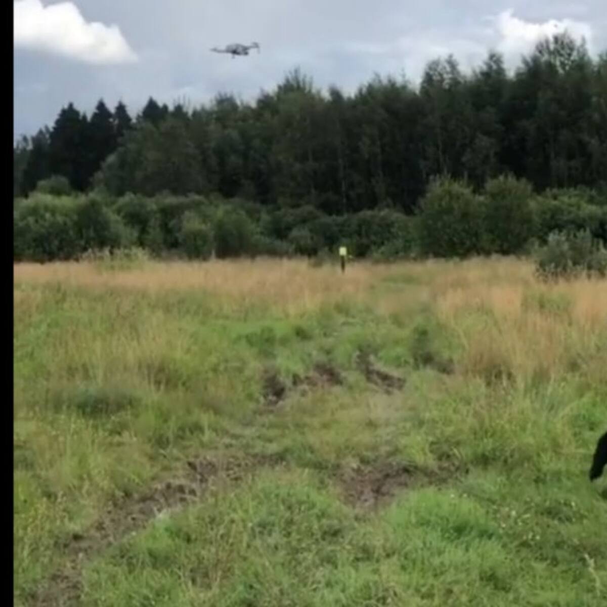 Conozca a Tom, el oso ruso amante de los drones