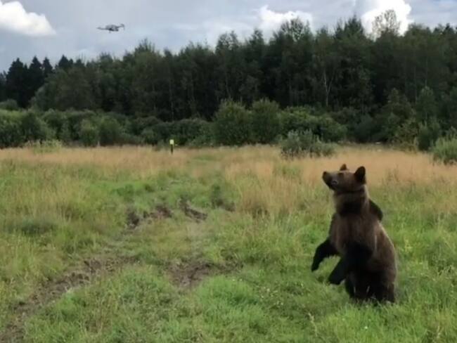 Conozca a Tom, el oso ruso amante de los drones