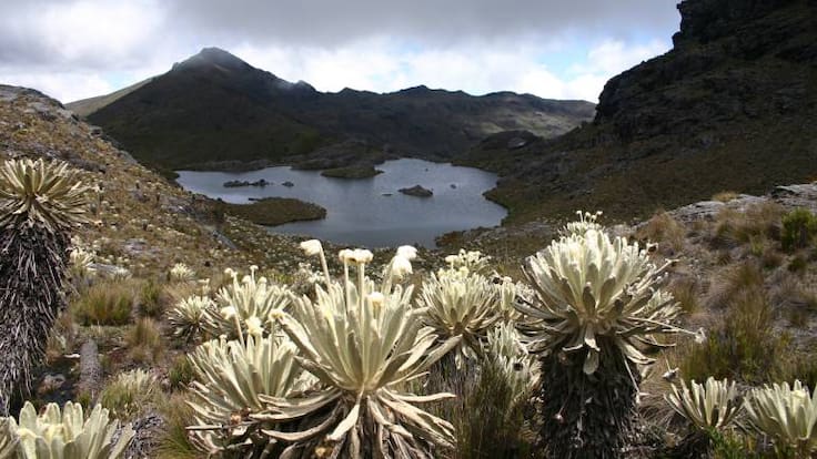 Jenn more es una investigadora afiliada al programa de economía global del instituto de estudios políticos