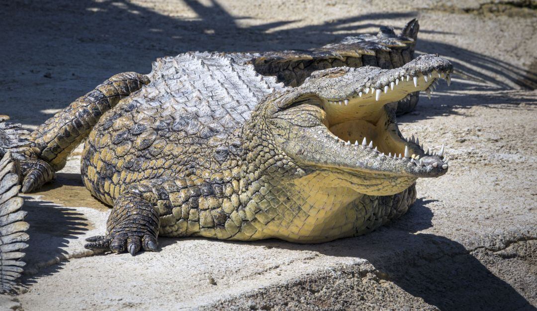 Hombre alimenta a un cocodrilo como si fuera un perrito (Imagen referencia)